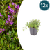 12x thymus serpyllum - ↕10-25cm - Ø9cm Bild 1