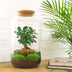 Flaschengarten Sven Bonsai DIY-Set mit Ficus Ginseng & Moos Bild 3
