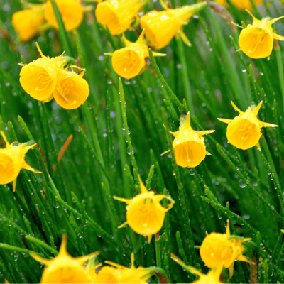 Narcissus Golden Bells 25 pieces