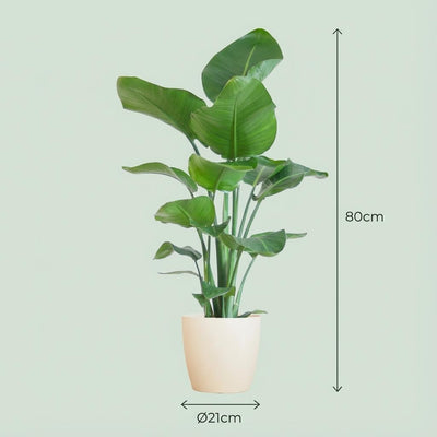 Strelitzia Nicolai Zimmerpflanze mit weißem Bio-Topf – 80 cm