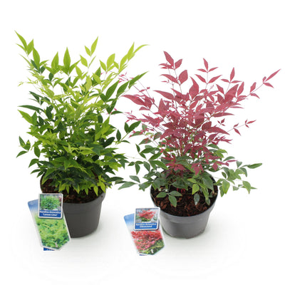 Nandina Duo - Gelb & Rot - Immergrüne Sträucher - 2 Pflanzen