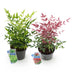 Nandina Duo - Gelb & Rot - Immergrüne Sträucher - 2 Pflanzen Bild 2