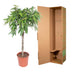 Ficus Amstel King, geflochtener Stamm, 130 cm Höhe, Topfdurchmesser 30 cm Bild 4