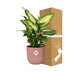 Dieffenbachia 'Camilla' im ELHO Vibes Fold Topf 14cm rosa Bild 4