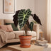 Alocasia Amazonica Polly, Ø12cm, ↕30cm - Tropische Eleganz für Ihr Zuhause Bild 3