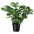 Monstera Deliciosa 'Fensterblatt' Zimmerpflanze Ø21cm, H65cm Bild 1