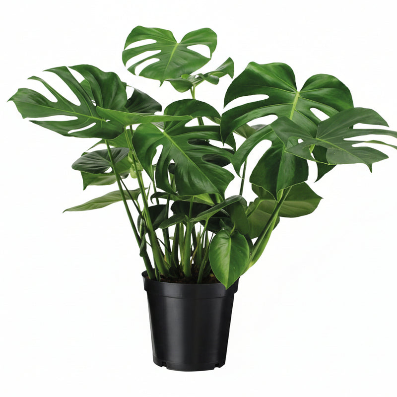 Monstera Deliciosa 'Fensterblatt' Zimmerpflanze Ø21cm, H65cm
