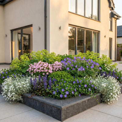 Green boutiQ - Perennials - Border Plant Package - Groundcover - Various - Types and Colors - 6 Plants - Pot 11cm - Height 15-25cm