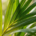 Areca Dypsis Lutescens Goldfruchtpalme - Ø 12 cm, Höhe 40 cm Bild 3
