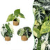 3x Alocasia Tricolour Variegata Baby - Ø6cm - Tropisches Trio Bild 1