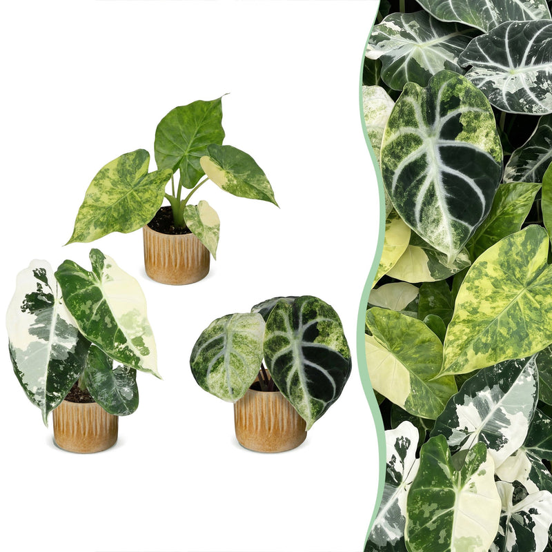 3x Alocasia Tricolour Variegata Baby - Ø6cm - Tropisches Trio