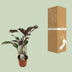 Calathea Fusion White Basic - 14cm Topf, 40cm hoch Bild 4