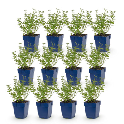 Green boutiQ - Perennial - Nepeta faassenii 'Walker's Low' - Catnip - Bee and Butterfly Attractors - Blue - 12 Plants - Pot 11cm - Height 15-25cm