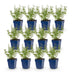 Green boutiQ - Perennial - Nepeta faassenii Walker's Low - Catnip - Bee and Butterfly Attractors - Blue - 12 Plants - Pot 11cm - Height 15-25cm Bild 3