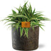 Chlorophytum Ocean - Ø15cm - ↕25cm + Maas Pot D16x14cm - Braun Bild 1