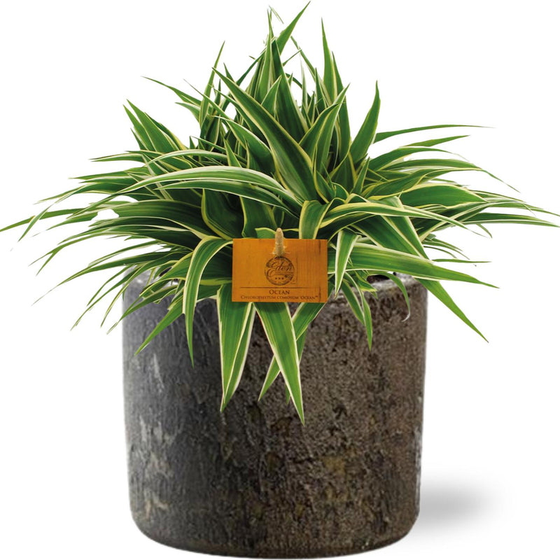 Chlorophytum Ocean - Ø15cm - ↕25cm + Maas Pot D16x14cm - Braun