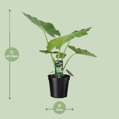 Alocasia Macrorrhiza Riesenpfeilblatt Zimmerpflanze 70cm