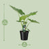 Alocasia Macrorrhiza Riesenpfeilblatt Zimmerpflanze 70cm Bild 2