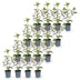 Green boutiQ - 16x Eleagnus ebbingei Compacta - Ölweide - Heckenpflanzen - Immergrün - Grau - Topf 9cm - Höhe 25-35cm Bild 10