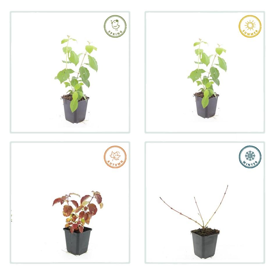 12x Cornus 'Midwinter Fire' - 10-25cm - Topf Ø9cm