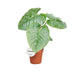 Philodendron Sodiroi - Ø15cm - ↕45cm Bild 1