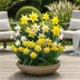 GreenboutiQ Narzissen Botanical Mix Zwiebeln Gelb/Weiß 20 Stück Bild 4