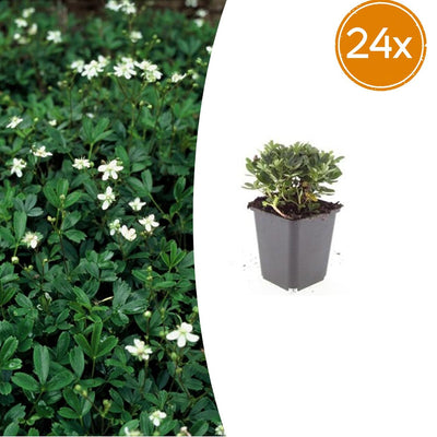 24x Potentilla tridentata 'Nuuk' - ↕10-25cm - Ø9cm