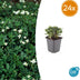 24x Potentilla tridentata 'Nuuk' - ↕10-25cm - Ø9cm Bild 1