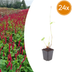 24x Persicaria 'Blackfield' Perennial (10-25cm, Ø9cm Pot) Bild 1
