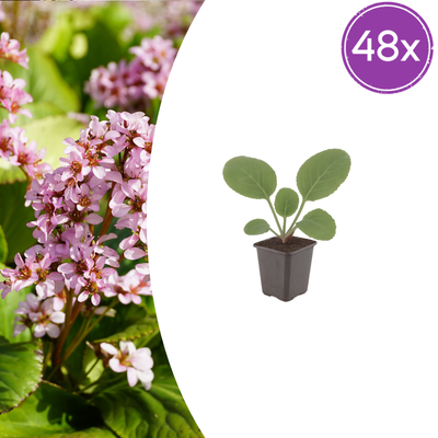 48x Bergenia cordifolia (Schuhblatt) - 10-25cm Höhe, 9cm Topf