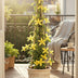 Winterjasmin Jasminum nudiflorum Ø15cm, ↕65cm Bild 3