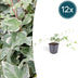 12x Efeu 'Glacier' (10-25cm) im 9cm Topf Bild 1