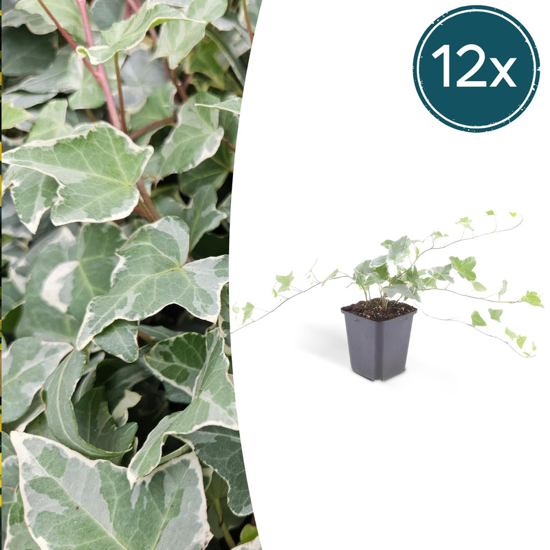 12x Efeu 'Glacier' (10-25cm) im 9cm Topf
