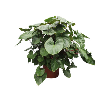 Homalomena Rubescens Maggy - 170 cm - Großer Blattgrün-Star für Ihr Zuhause