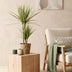Drachenbaum Bicolor (Dracaena Marginata) - Pflegeleicht & Elegant Bild 5