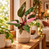 Philodendron Pink Princess Marble Ø6cm – Tropische Schönheit mit rosa Marmorierung Bild 2