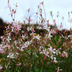 Gaura 'Whirling Butterflies' (10-25cm, Ø9cm) - Elegant Perennial Bild 7