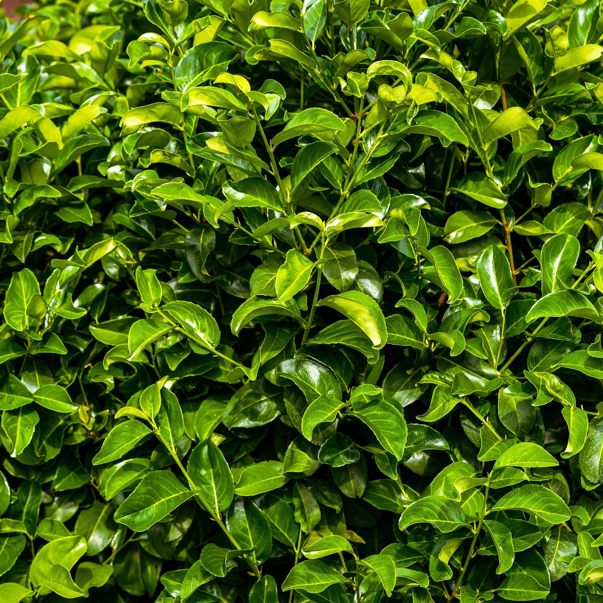 GreenboutiQ - Heckenpflanzen - Prunus laurocerasus Rotundifolia - Blatt grün - 6 Pflanzen - 1 laufender Meter - immergrün - Topf 17cm Höhe 50cm