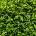 GreenboutiQ: 6x Kirschlorbeer Rotundifolia, Heckenpflanzen, Immergrün Bild 4