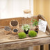 DIY Pflanzen-Terrarium mit Licht: Little Milky Bonsai Bild 3