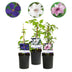 Clematis Tricolor Climbing Plant: 3 Plants, Pink, White, Purple Bild 1