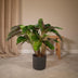Calathea Flamestar (Pfauenpflanze) 19cm Topf, 75cm hoch Bild 4