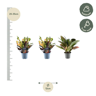 3x Bunter Croton Codiaeum Mix – 30cm Topf (ø12)