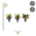 3x Bunter Croton Codiaeum Mix – 30cm Topf (ø12) Bild 2