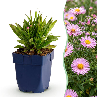 Green boutiQ - Perennial - Aster Wood's Pink - False Spirea - Bee and Butterfly Attractors - Pink - 6 Plants - Pot 11cm - Height 15-25cm