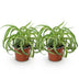 Green boutiQ – Zimmerpflanze – Grünlilie 'Bonnie' – Krause Grünlilie – Haustierfreundlich – Panaschiert – 2 Pflanzen – Topf 12 cm – Höhe 20–25 cm Bild 2
