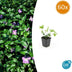 60x Vinca major - ↕10-25cm - Ø9cm Bild 1
