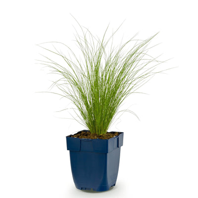 Green boutiQ - Grasses - Stipa tenuissima Ponytails - Feather Grass - Evergreen - Green - 1 Plant - 11cm Pot - 15-25cm Height