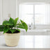 Philodendron Scandens (Heartleaf) in a Ø12cm pot, approx. 20cm high Bild 3