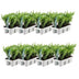 8 x 6er Pack Ilex crenata 'Jenny' - Ø7 cm - ↕15 cm Bild 2